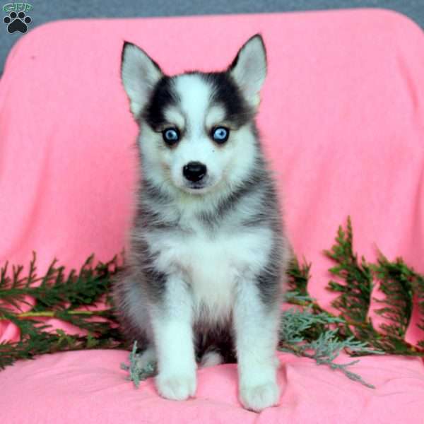 Hayes, Pomsky Puppy