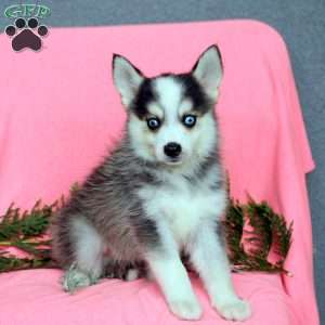 Hayes, Pomsky Puppy