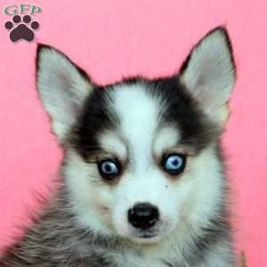 Hayes, Pomsky Puppy