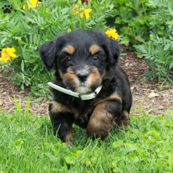 Hazel, Mini Bernedoodle Puppy