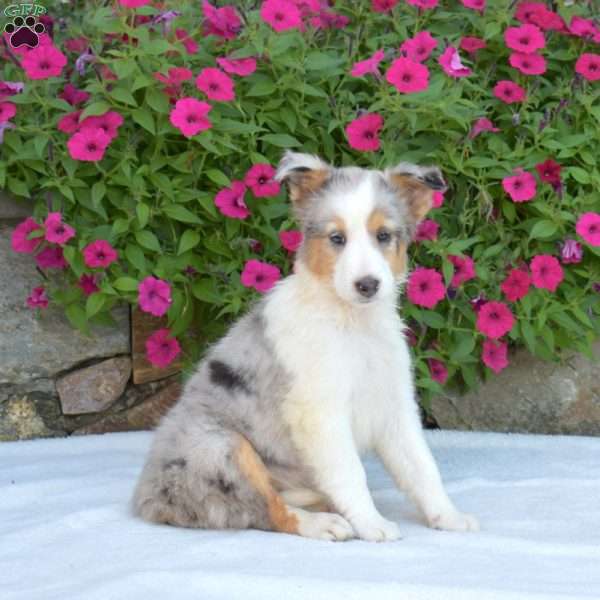 Hazel, Sheltie Puppy