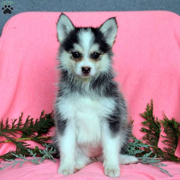 Hazel, Pomsky Puppy