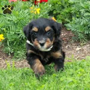 Hazel, Mini Bernedoodle Puppy