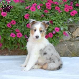 Hazel, Sheltie Puppy
