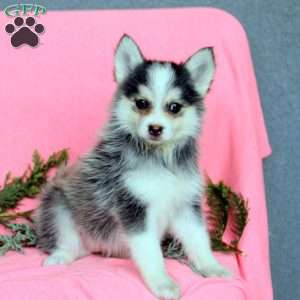 Hazel, Pomsky Puppy