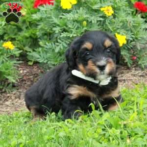 Hazel, Mini Bernedoodle Puppy