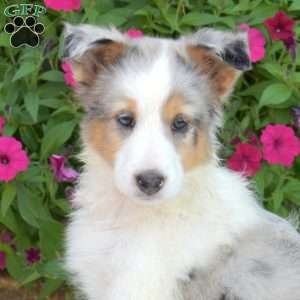 Hazel, Sheltie Puppy
