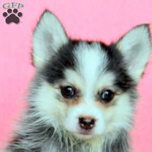 Hazel, Pomsky Puppy
