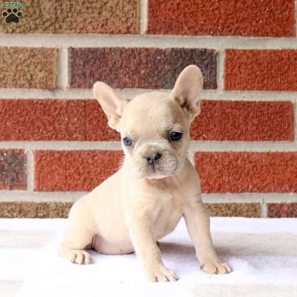 Heather, French Bulldog Puppy