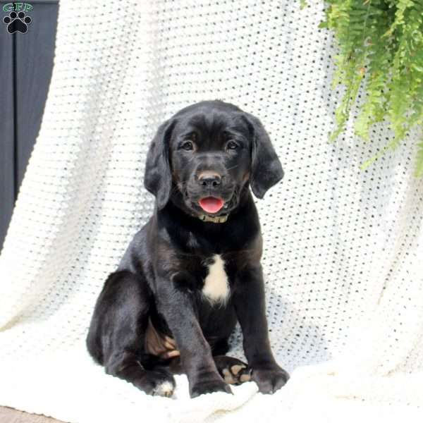 Heather, Labrador Mix Puppy
