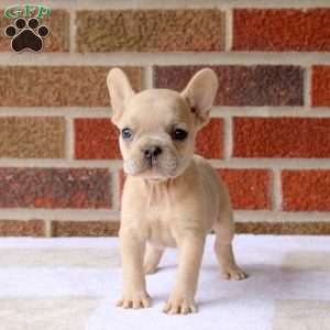 Heather, French Bulldog Puppy