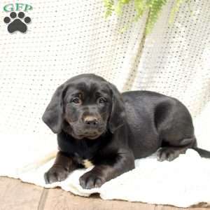 Heather, Labrador Mix Puppy