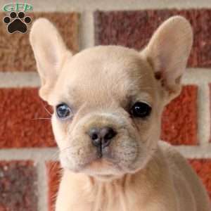Heather, French Bulldog Puppy