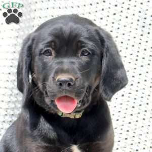 Heather, Labrador Mix Puppy