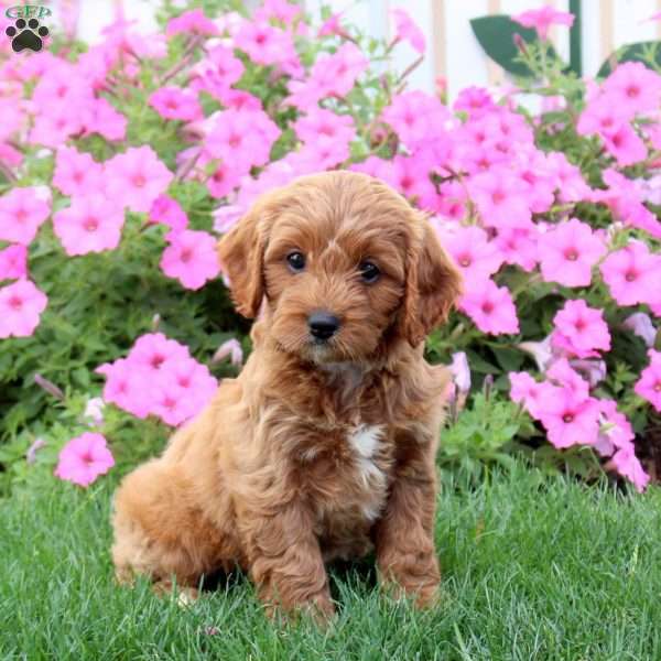 Heaven, Cavapoo Puppy