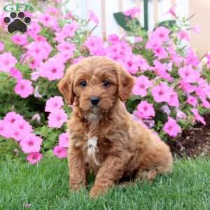 Heaven, Cavapoo Puppy