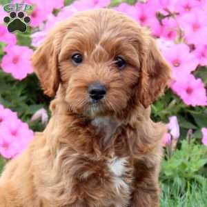 Heaven, Cavapoo Puppy