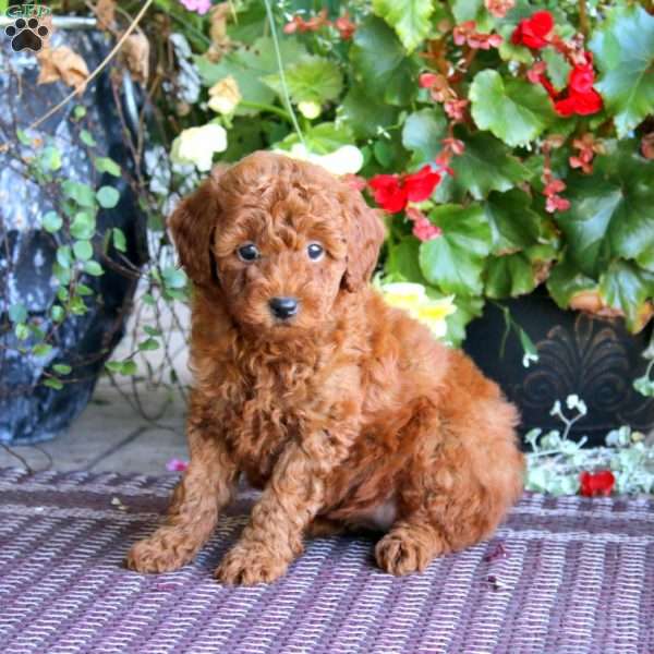 Heidi, Miniature Poodle Puppy