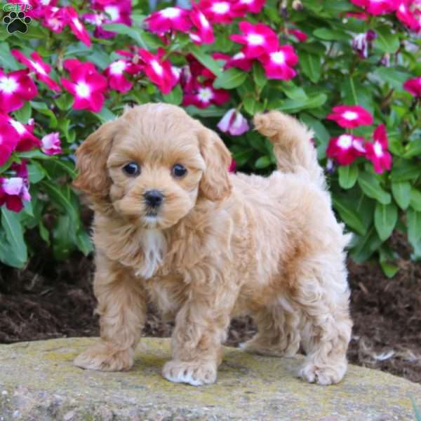 Heidi, Maltipoo Puppy