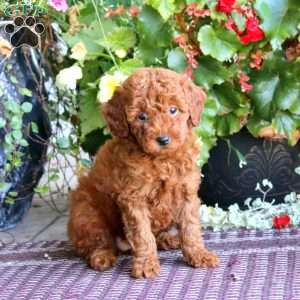 Heidi, Miniature Poodle Puppy