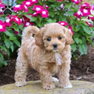 Heidi, Maltipoo Puppy