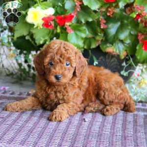 Heidi, Miniature Poodle Puppy