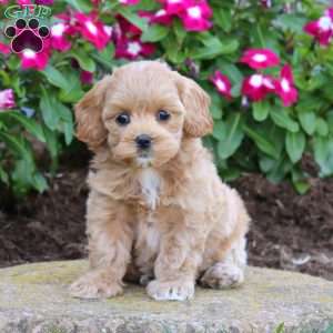 Heidi, Maltipoo Puppy