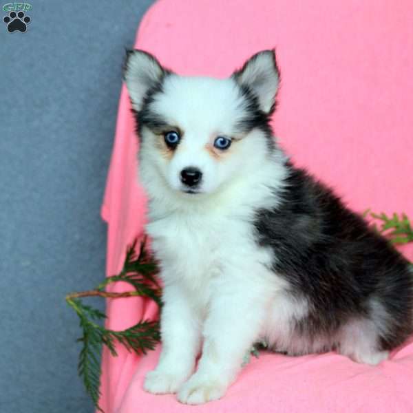 Helena, Pomsky Puppy