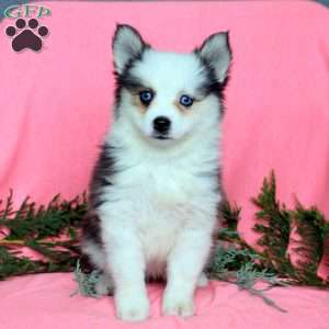 Helena, Pomsky Puppy