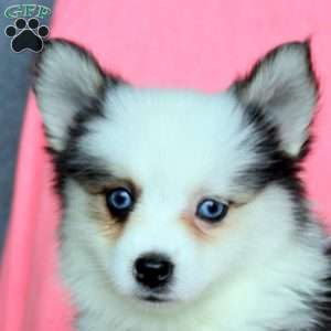 Helena, Pomsky Puppy