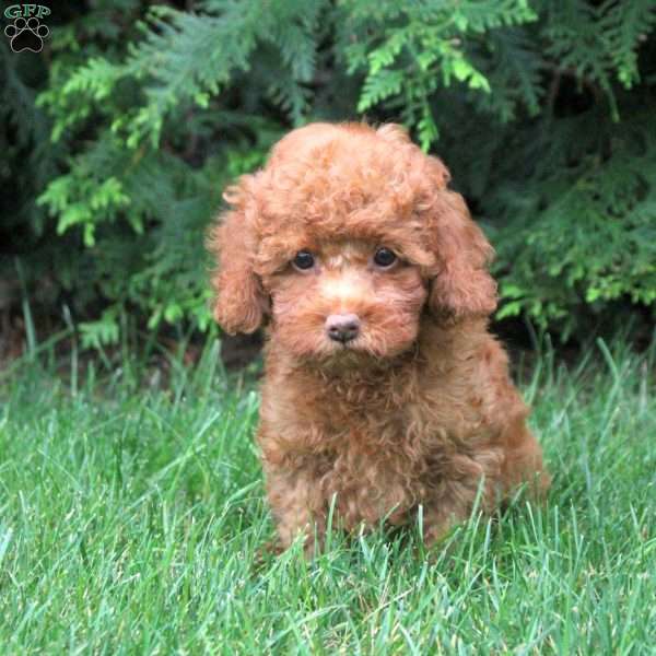 Henry, Toy Poodle Puppy