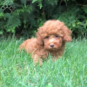Henry, Toy Poodle Puppy