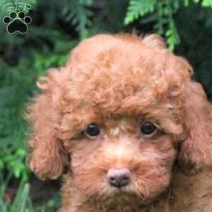 Henry, Toy Poodle Puppy