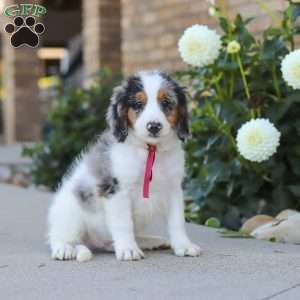 Herbie, Mini Bernedoodle Puppy