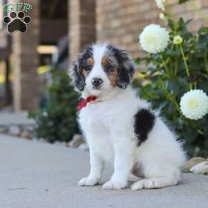 Herbie, Mini Bernedoodle Puppy