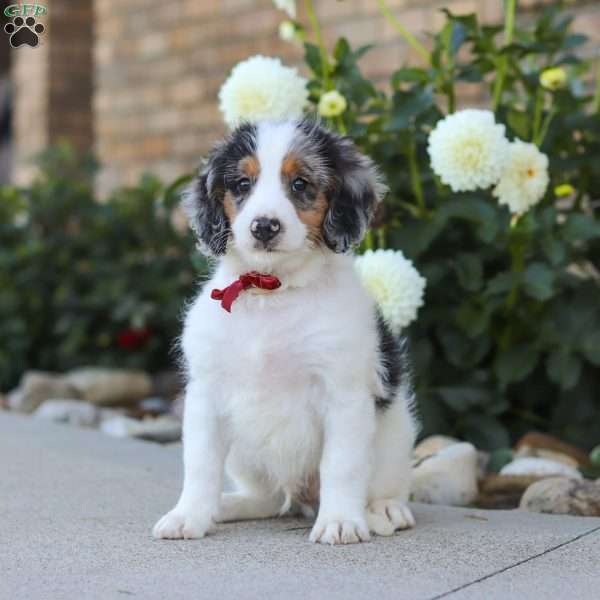 Herbie, Mini Bernedoodle Puppy