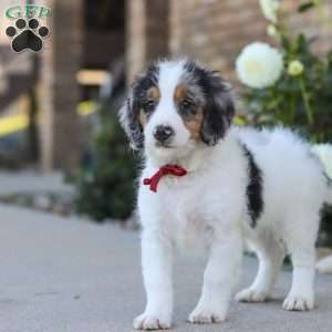 Herbie, Mini Bernedoodle Puppy