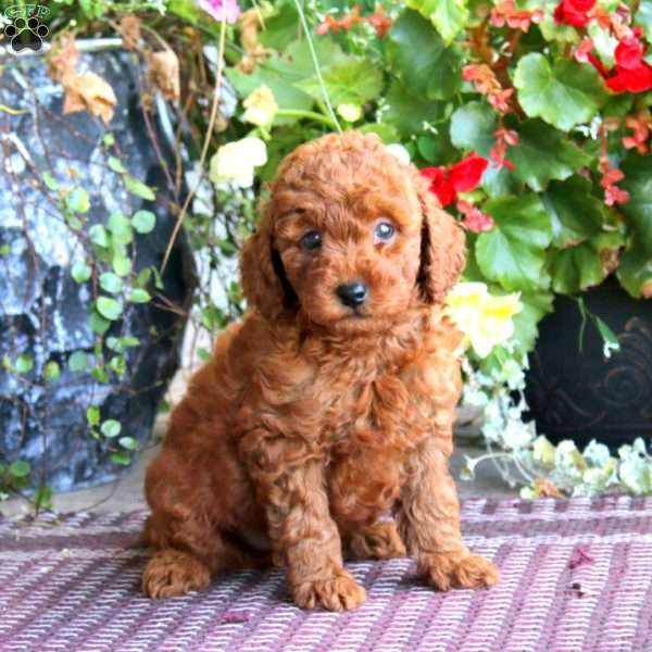 Hero, Miniature Poodle Puppy
