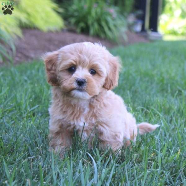 Hero, Maltipoo Puppy