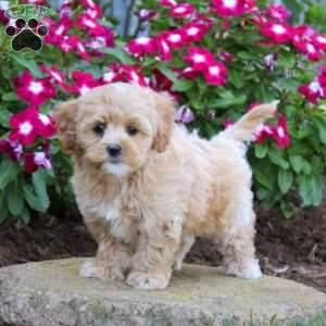 Hero, Maltipoo Puppy