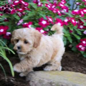 Hero, Maltipoo Puppy