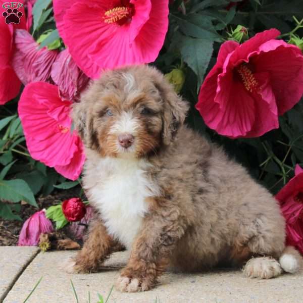 Hershey, Mini Bernedoodle Puppy