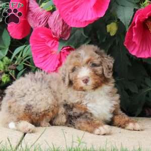 Hershey, Mini Bernedoodle Puppy