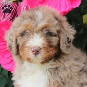 Hershey, Mini Bernedoodle Puppy