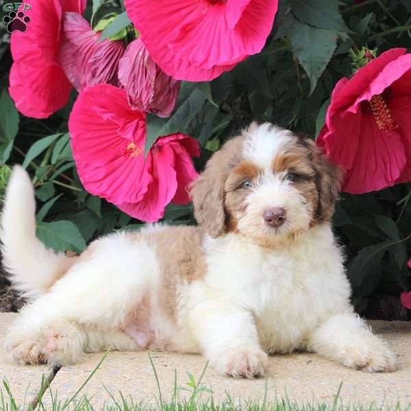 Holland, Mini Bernedoodle Puppy