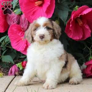Holland, Mini Bernedoodle Puppy