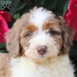 Holland, Mini Bernedoodle Puppy