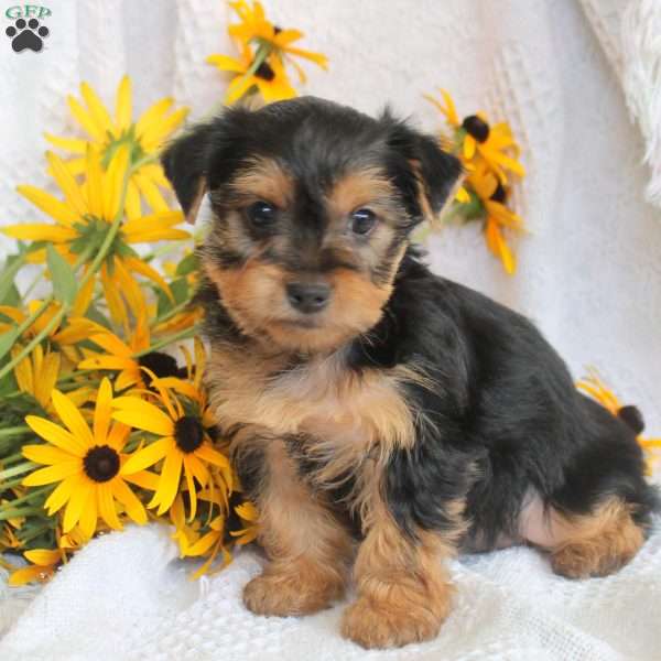 Holly, Yorkie Puppy