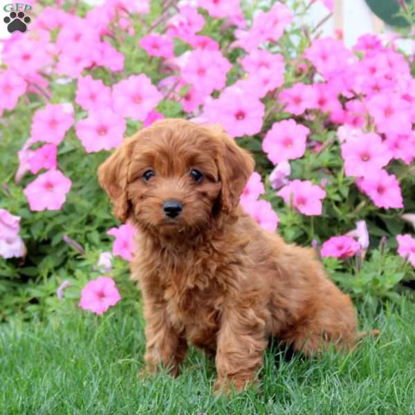 Holly, Cavapoo Puppy