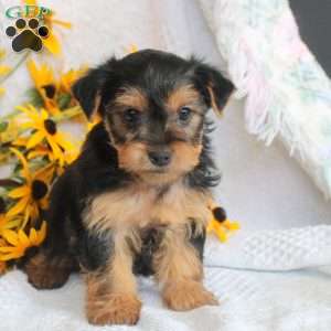 Holly, Yorkie Puppy